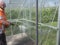 Construction worker cleaning filth with high pressure cleaner from a glass greenhouse