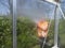 Construction worker cleaning filth with high pressure cleaner from a glass greenhouse