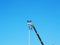 Construction worker using lifting boom on blue sky