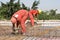 Construction Workers Install Rebar