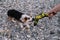 Contact and play of person with puppy. Welsh Corgi Pembroke tricolor is having fun playing with its owner in string toy on pebble