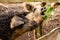 Contact zoo with cute mangalica curly pigs