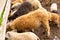 Contact zoo with cute mangalica curly pigs