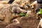 Contact zoo with cute mangalica curly pigs