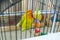 Contact Zoo. Lovely lovebirds are sitting in a cage