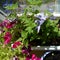 Container garden on the balcony with wild and cultivated plants - green nettle leaves, colorful flowers of petunia, lobelia