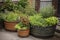 container garden with herbs and vegetables, in the urban setting
