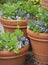 Container Gardening