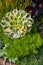 Container growing sedum plants with colorful leaves