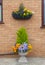 Container and hanging basket with spring winter flowering pansies.