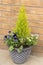 Container panted with evergreen shrub and blue and yellow pansies.