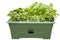 Container Salad Garden, Isolated