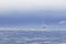 A container ship navigates through the Juan De Fuca Strait on a gloomy and calm morning