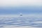 A container ship navigates through the Juan De Fuca Strait on a gloomy and calm morning