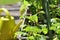 Container vegetables gardening. Vegetable garden on a terrace.