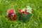 Containers with harvested red currant crop in green grass