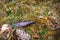 Contamination of the environment by humans. Glass bottle thrown on the garbage on the meadow