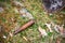 Contamination of the environment by humans. Glass bottle thrown on the garbage on the meadow