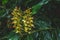 Conteira Hedychium gardnerianum flowers growing in the green forests on Sao Miguel Island, Azores, Portugal