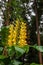 Conteira Hedychium gardnerianum flowers growing in the green forests on Sao Miguel Island, Azores, Portugal