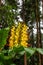 Conteira Hedychium gardnerianum flowers growing in the green forests on Sao Miguel Island, Azores, Portugal