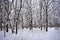 The contemplation of amazing winter forest gives a sensation of cheerfulness and fullness of life