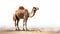 Contemplative Absurdity: A Camel In The Desert