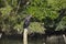 Contemplative Beauty: Indian Cormorant Lost in Thought