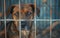 A contemplative canine stares out from behind a corroded fence, stirring empathy and reflection.