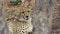 Contemplative cheetah, Ann van Dyk Cheetah Centre, North West, South Africa