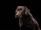 A contemplative chocolate Labrador dog gazes into the distance on black backdrop