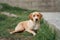 A contemplative dog rests on grass, urban walls surrounding it.