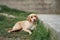 A contemplative dog rests on grass, urban walls surrounding it.