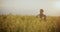 Contemplative Farmer Amidst Plants In Farm.