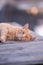 Contemplative Moments: The Ginger Cat\\\'s Daydream