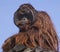 Contemplative Orangutan at Tampa`s Lowry Park Zoo