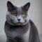 A contemplative portrait of a Chartreux cat with its plush blue-gray fur1