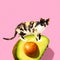 Contemporary art collage. Cat love avocado. Vegan concept