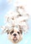 Contemporary art collage dog breed english bulldog puppy decorated with spring flowers