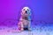 Contemporary artwork. One cute big dog sitting and looking at camera isolated on neon pink blue studio background with