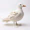 Contemporary Chinese Art: Knitted Seagull On White Background