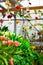 Contemporary composition in greenhouse with glass bulb with bright yellow and red ranunculus hung over the flowerbed with tulips.