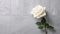 Contemporary Elegance: White Rose Flower on Grey Surface with Modern Vibes