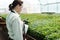 Contemporary hothouse worker spraying blooming flowers