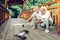 Contended spouses giving the crumbs to doves on the bridge