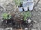 Contenitors with tomato seedlings arranged on the plantation cultivated for the industrial cultivation of tomatoes,spring preparat