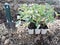 Contenitors with tomato seedlings arranged,spring preparation of planting vegetables in the garden