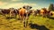 Content cows leisurely graze in a sun-kissed meadow, their gentle movements and warm hues