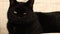Content Male Black cat looks into camera