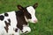 Content newborn Holstein calf laying in the meadow